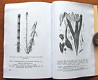 Dienstvorschrift H.Dv. 11/2 Truppenpferd Pferd Anatomie, Krankheit, Futter, historisches Pferdewissen